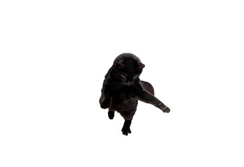 Portrait of beautiful playful breed cat jumping, flying isolated on white studio background. Animal life concept