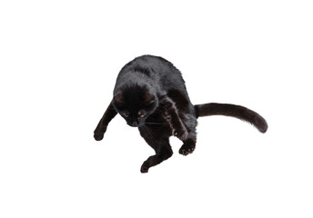 Obraz premium Portrait of beautiful playful breed cat jumping, flying isolated on white studio background. Animal life concept