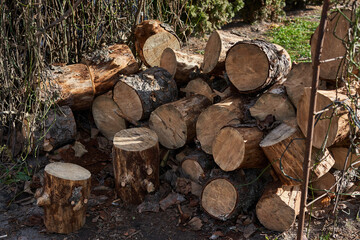 Chopped decks, sawn trees, wooden trunks
