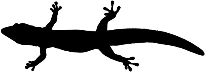 silhouette de gecko  - obrazy, fototapety, plakaty