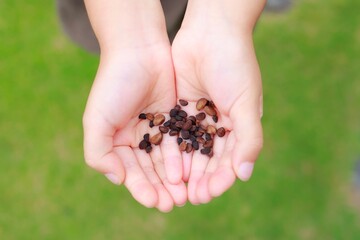 朝顔の種