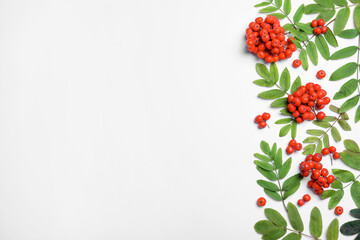 Fresh ripe rowan berries and green leaves on white background, flat lay. Space for text