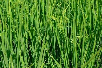 spikelets of rice plantation greenery herb grass. Photo of a rice plantation taken in the Dominican Republic in the morning. Photo of a rice field taken in natural conditions