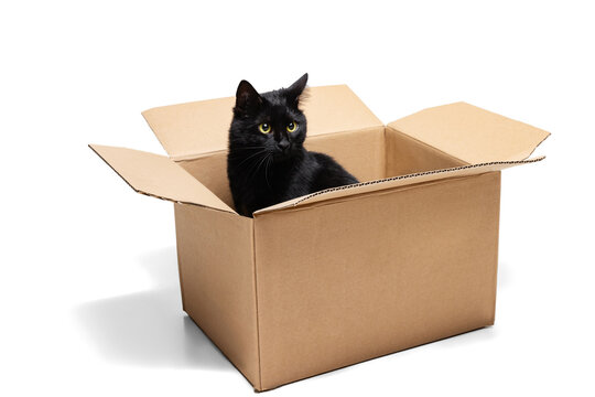 One gorgeous black purebred cat sitting in carton box isolated on white studio background. Animal life concept