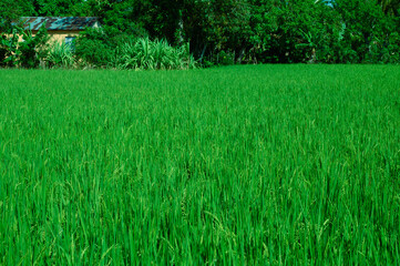 texture of rice field herb homestead meadow. Photo of a rice plantation taken in the Dominican Republic in the morning. Photo of a rice field taken in natural conditions