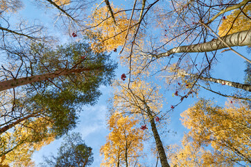 autumn trees in the forest
