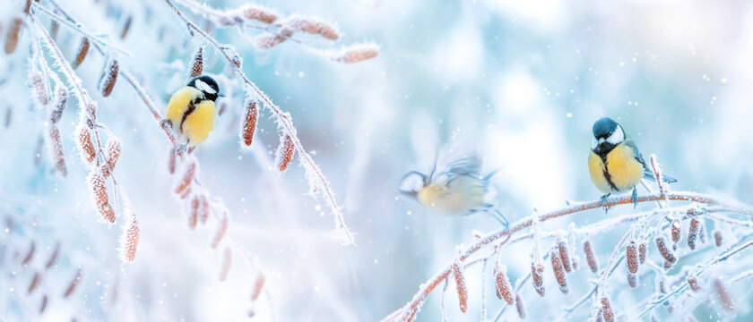 Little tits in a fairy-tale snowy forest. Christmas image. Winter wonderland. Banner format.