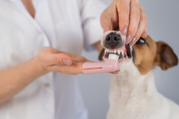 Woman veterinarian brushes the teeth of the dog jack russell terrier with a special brush putting it on her finger.