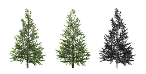 Small spruce 3D rendering.