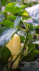 Fototapeta premium yellow pointed peppers in the vegetable patch