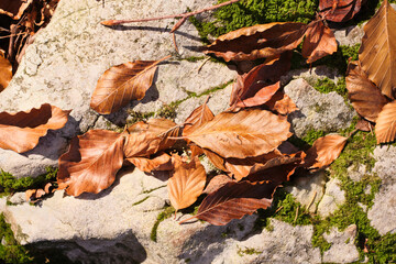 Foglie secche d'autunno