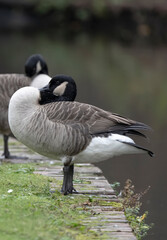 Two Canada geese on a canal with shallow depth of field