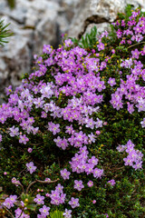 Obraz premium Rhodothamnus chamaecistus flower growing in mountains, close up shoot