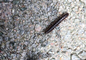 caterpillar on the ground