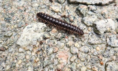 millipede in natural habitats