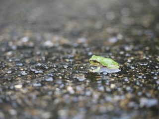 frog on the leaf