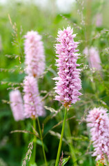 fleurs rose dans un champs