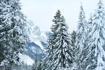 Fototapeta premium beautiful winter landscape, snow-covered fluffy fir trees, snowfall in the mountains, panorama of mountain peaks, the Swiss Alps in the snow, walks in the winter white forest