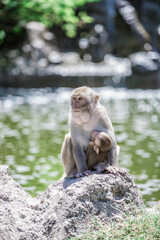 baby monkeys feed sitting on mother's chest on a rock by the pond