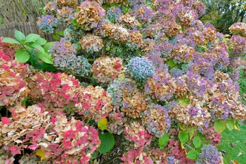 Beautiful flowers of hydrangeas in autumn