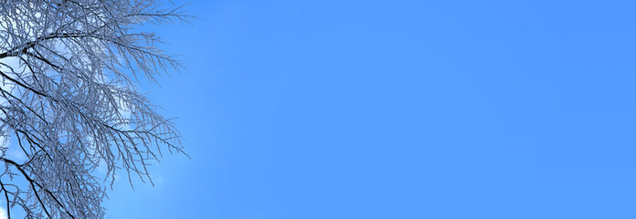 white snow-covered tree branches against a background of a bright blue sky, heavy snowfall, concept of weather conditions, beautiful background for designer, panorama