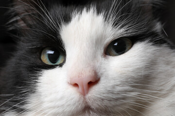 Closeup view of black and white cat with beautiful eyes