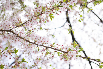 桜