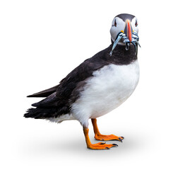 Papageitaucher (Fratercula arctica) mit einem Schnabel voll Sandaalen