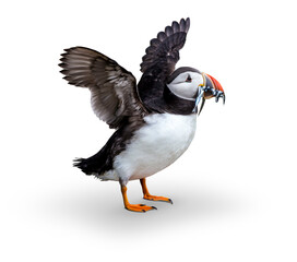 Papageitaucher (Fratercula arctica) mit einem Schnabel voll Sandaalen
