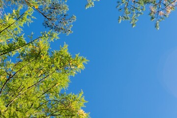Autumn trees with yellow leaves. Trees with yellowed foliage against a clear blue sky. Bottom view