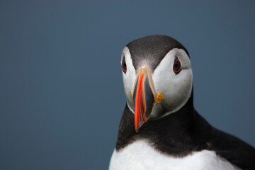 Puffin in Faroe Islands