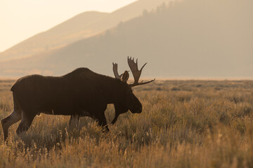 Bull Moose in Grand Teton National Park Wyoming in Autumn at Sunrise