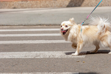 small puppy dog on a leash walking on the street