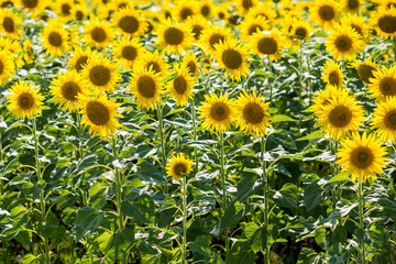 Fototapeta premium sunflowers in the field