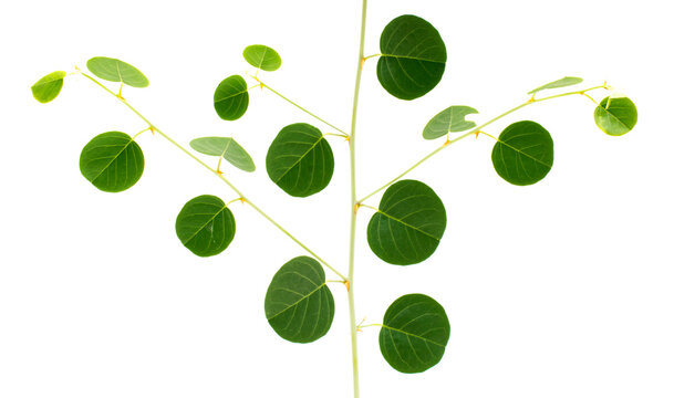 Leaf of caper plant.