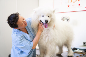 A purebred Samoyed is at the medical examination in the Veterinary clinic. The female vet is checking his condition.