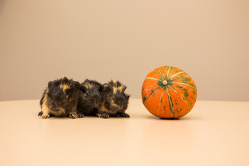 Little guinea pig with yellow pumpkin. October. halloween 