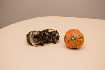 Little guinea pig with yellow pumpkin. October. halloween 