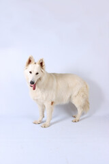 Swiss White Shepherd isolated on studio