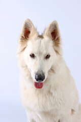 Swiss White Shepherd isolated on studio