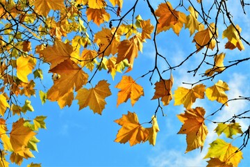 Colourful autumn leaves against a blue sky.