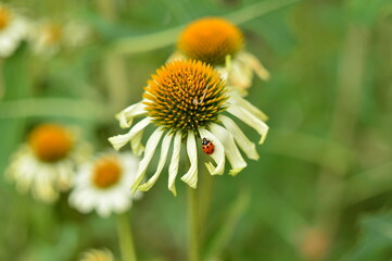 ladybug on the chamomile flower