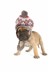 puppy bullmastiff with a woolen hat for winter on a white background