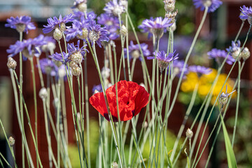 Summer Poppy in amongst the blue Chicory