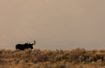 Bull Moose in Grand Teton National Park Wyoming in Autumn at Sunrise