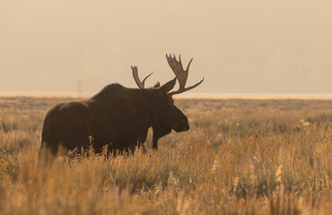 Bull Moose in Grand Teton National Park Wyoming in Autumn at Sunrise