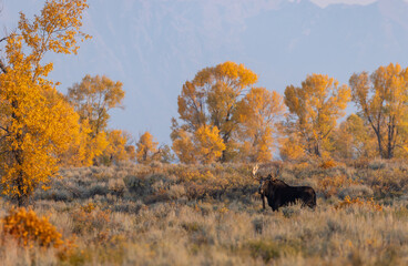 Fototapeta na wymiar Bull Moose in Grand Teton National Park Wyoming in Autumn at Sunrise