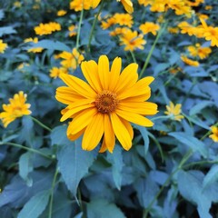 yellow flowers in the garden