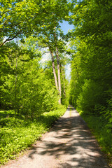 Schmaler Weg durch den Wald im Frühling