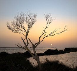 Single petrified tree on the banks of the ria formosa, golden blue sky.